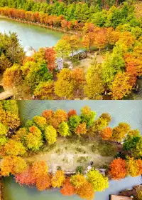 闖入嶺南的金色童話!落羽杉觀賞期已至