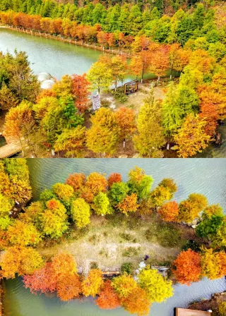 A Golden Fairy Tale Invades Lingnan! The Bald Cypress Viewing Season Has Arrived