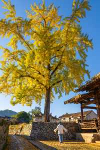 溫州百年銀杏樹已黃且牢固