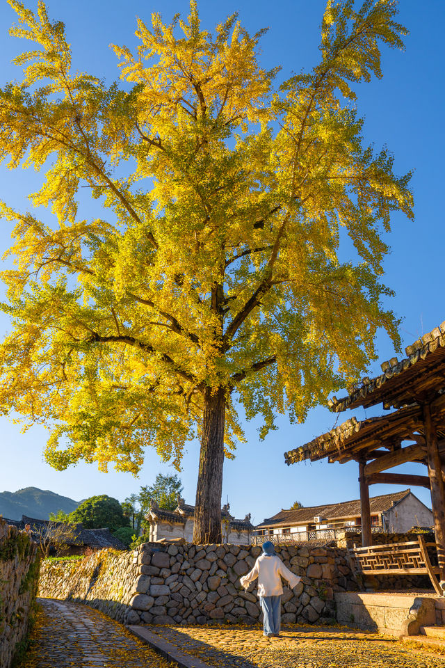 溫州百年銀杏樹已黃且牢固 溫州百年銀杏樹已黃且牢固