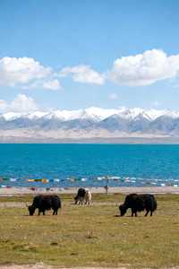 西寧，一座讓你由內而外感受清涼的城市  當盛夏的暑熱席捲全國，有一片海拔2261米的淨土，正以其天然