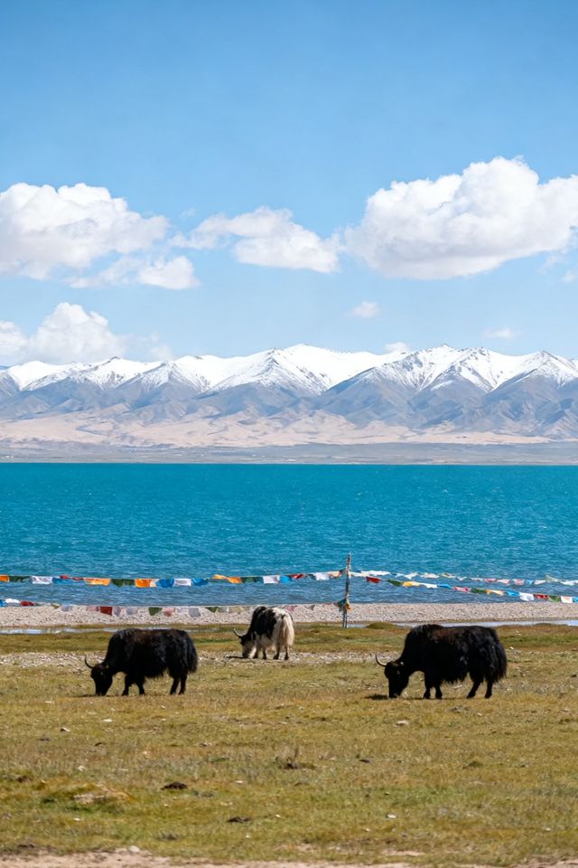 西寧，一座讓你由內而外感受清涼的城市  當盛夏的暑熱席捲全國，有一片海拔2261米的淨土，正以其天然
