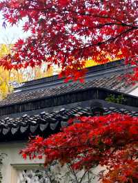 坐著11號線去看秋(上海周邊遊)