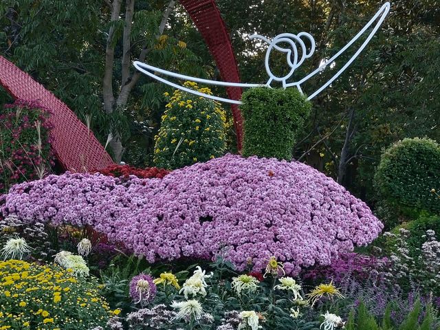 共青森林公園菊花展美翻啦 共青森林公園菊花展美翻啦