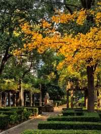 一場落在肇嘉浜路中的銀杏雨。