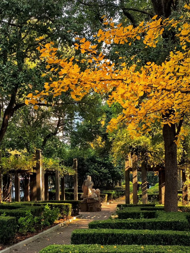 一場落在肇嘉浜路中的銀杏雨。