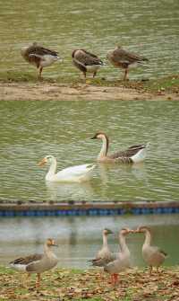 浐灞濕地的藍與紅美到窒息