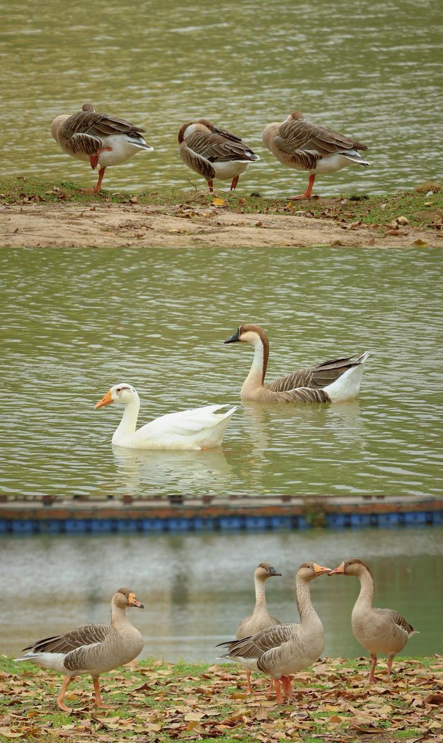 浐灞濕地的藍與紅美到窒息