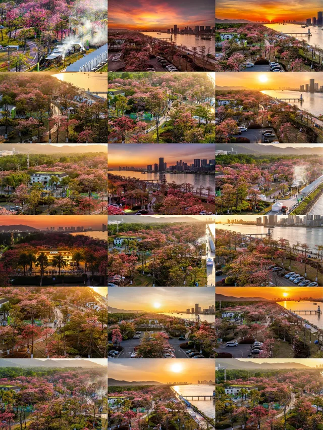 橫琴花海長廊異木棉最佳機位 橫琴花海長廊異木棉最佳機位