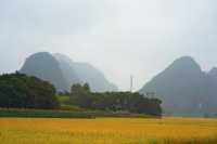 陽春山水畫廊：稻浪翻湧的金色詩篇