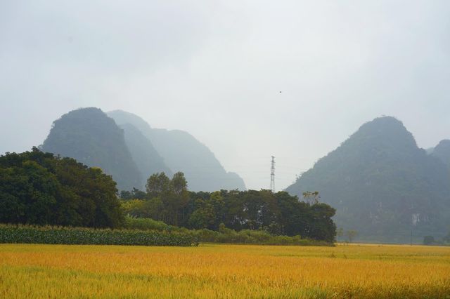陽春山水畫廊：稻浪翻湧的金色詩篇