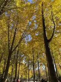 11.29實拍!月湖銀杏黃啦!真的好好看