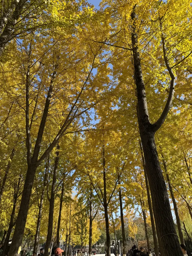 11.29實拍!月湖銀杏黃啦!真的好好看 11.29實拍!月湖銀杏黃啦!真的好好看