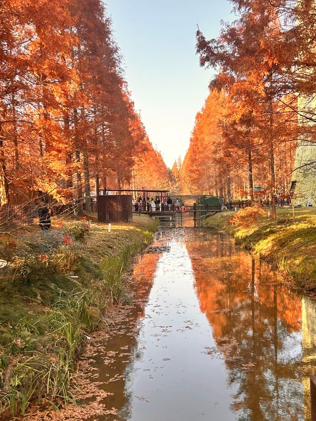 秋日黃海森林絕美打卡 秋日黃海森林絕美打卡