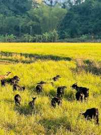暖冬坐標丨我宣佈,這裡就是桂西南旅行的最優解