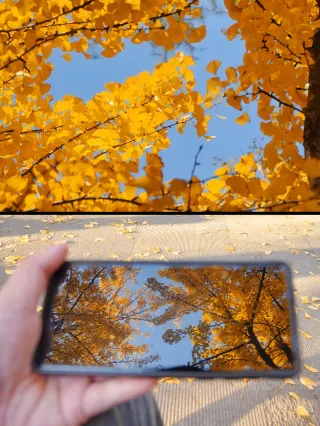 Shaoxing Heqing Garden|An Entire Autumn of Golden Beauty Is Here