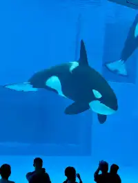 在漫天煙花下坐旋轉木馬，五天四晚玩不夠！