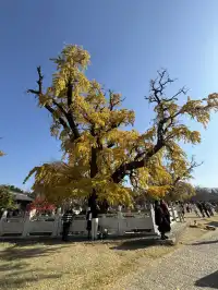 南京千年銀杏|原片直出無濾鏡