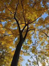 松雅湖落羽杉實況,拍照還是建議烈士公園