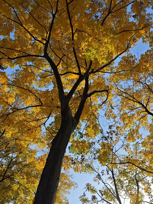 松雅湖落羽杉實況,拍照還是建議烈士公園 松雅湖落羽杉實況,拍照還是建議烈士公園