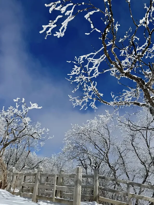 西嶺雪山下雪實況！1日遊成都往返才花68