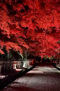 大阪勝尾寺夜間點燈絕美!跟白天完全不同