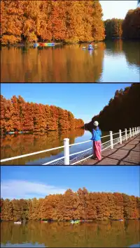 終於等來上海天花板水杉林的封神期附攻略