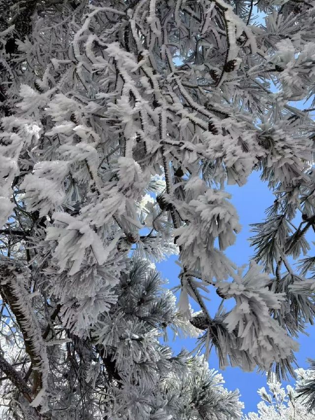 冰雪奇緣龍王山徒步踏, 雪賞霧淞 冰雪奇緣龍王山徒步踏, 雪賞霧淞