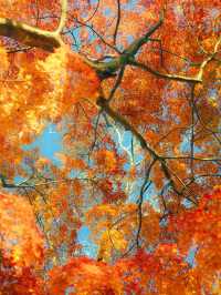 帶上這個以防萬一｜秋天的星星調色教程