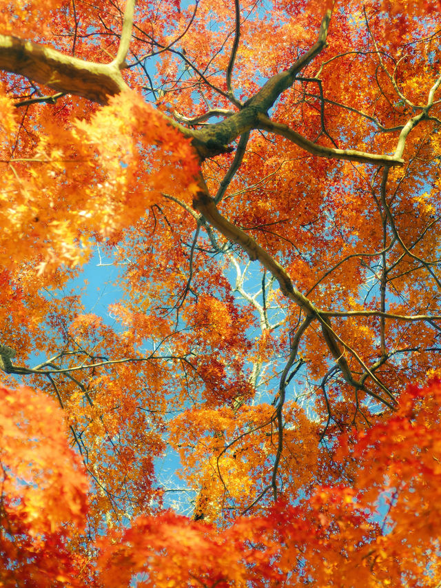 帶上這個以防萬一｜秋天的星星調色教程