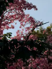 泉州北濱江公園的花樹火了~