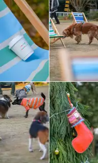 上海好拍的地方都是免費的聖誕條紋新快閃