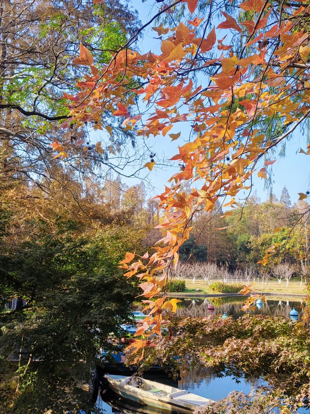 共青秋林愛晚|賞五彩繽紛的秋 共青秋林愛晚|賞五彩繽紛的秋
