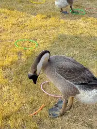 深圳寶藏親子牧場餵鹿撸兔遛娃絕了!