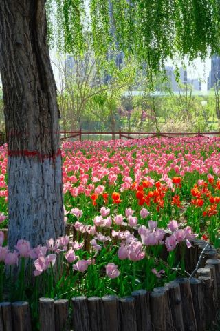 Binzhou's "Little Holland" | Free Entry to the Tulip Sea and Windmill Fairy Tale