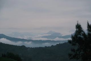 Wuyi Mountain Tea Making Season｜Knead Spring into a Cup of Rock Tea, Miss It and Wait a Year