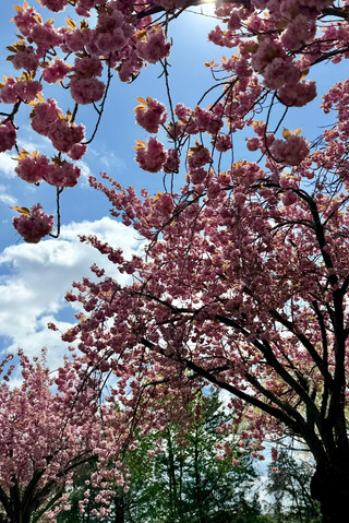Canada's Hidden Gem Park! Niagara Parks Botanical Gardens Spring Guide, Fewer Crowds and Beautiful Scenery Beyond Photos