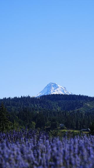 Mt hood｜ Oregon (detailed guide included)