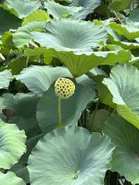 保定古蓮花池賞荷攻略