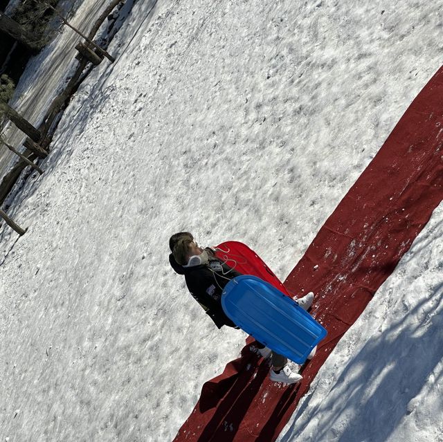 韓國南怡島！高空飛索進入南怡島+短道滑雪板體驗