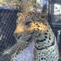 🇯🇵福岡市立動植物園 親親動物貼近自然🐆