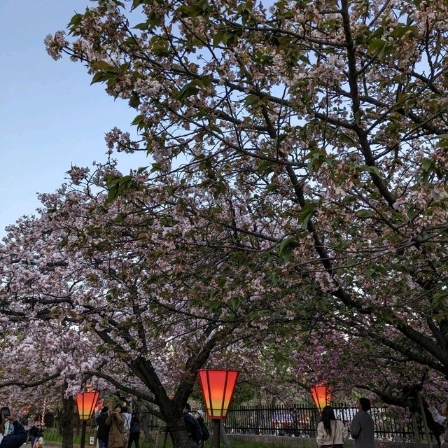 造幣局桜の通り抜け、桜は既に散り始め、有終の美