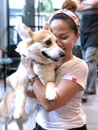 Attention all CORGI lovers!! 🐶