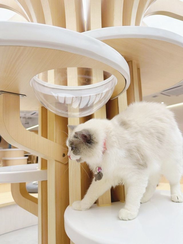 【貓貓控必去.無入場費貓Cafe🐈】