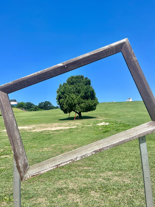 🌳서울 피크닉 명소로 유명한 올림픽공원 나홀로나무🌳