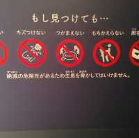 オオサンショウウオを堪能できる　京都水族館