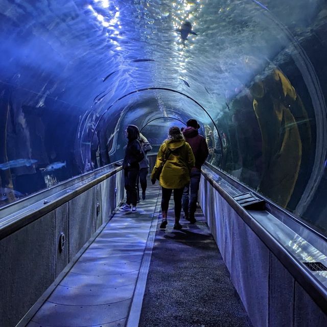 Aquarium of the bay, ซานฟรานซิสโก, อเมริกา