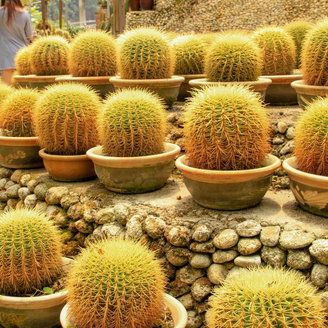 Cactus and Succulent World