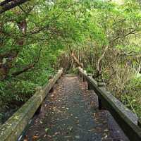 祕境溪流古道 ~ 狗慇勤古道