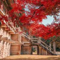 Beautiful autumn view of Bulguksa Temple